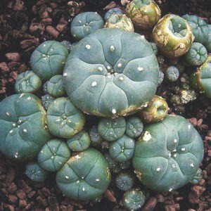 Buy Mescaline (Peyote) Online: Premium Mescaline from Peyote