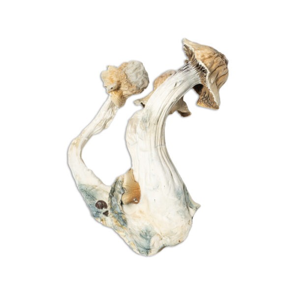 buy african transkie mushrooms online
