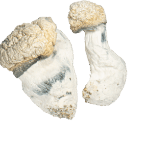 Buy Albino Monster 404 Mushrooms Online