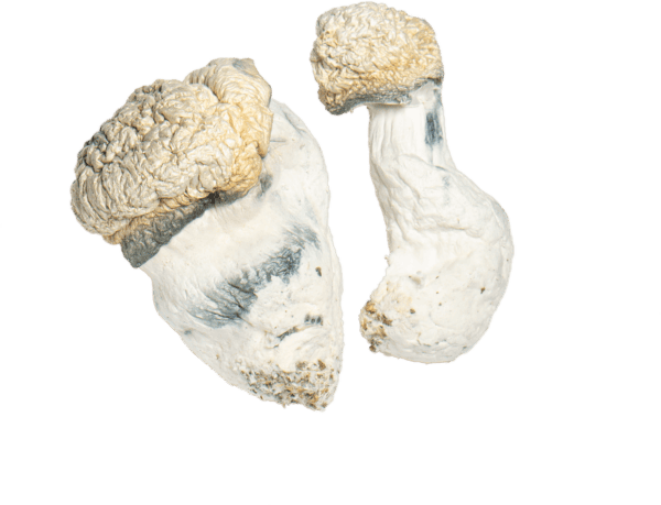 buy albino monster 404 mushrooms online