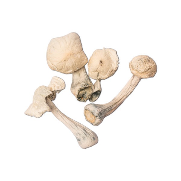buy albino penis envy mushrooms online