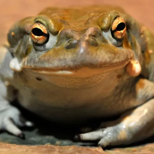 Buy Bufo Bufo Toad Venom Online