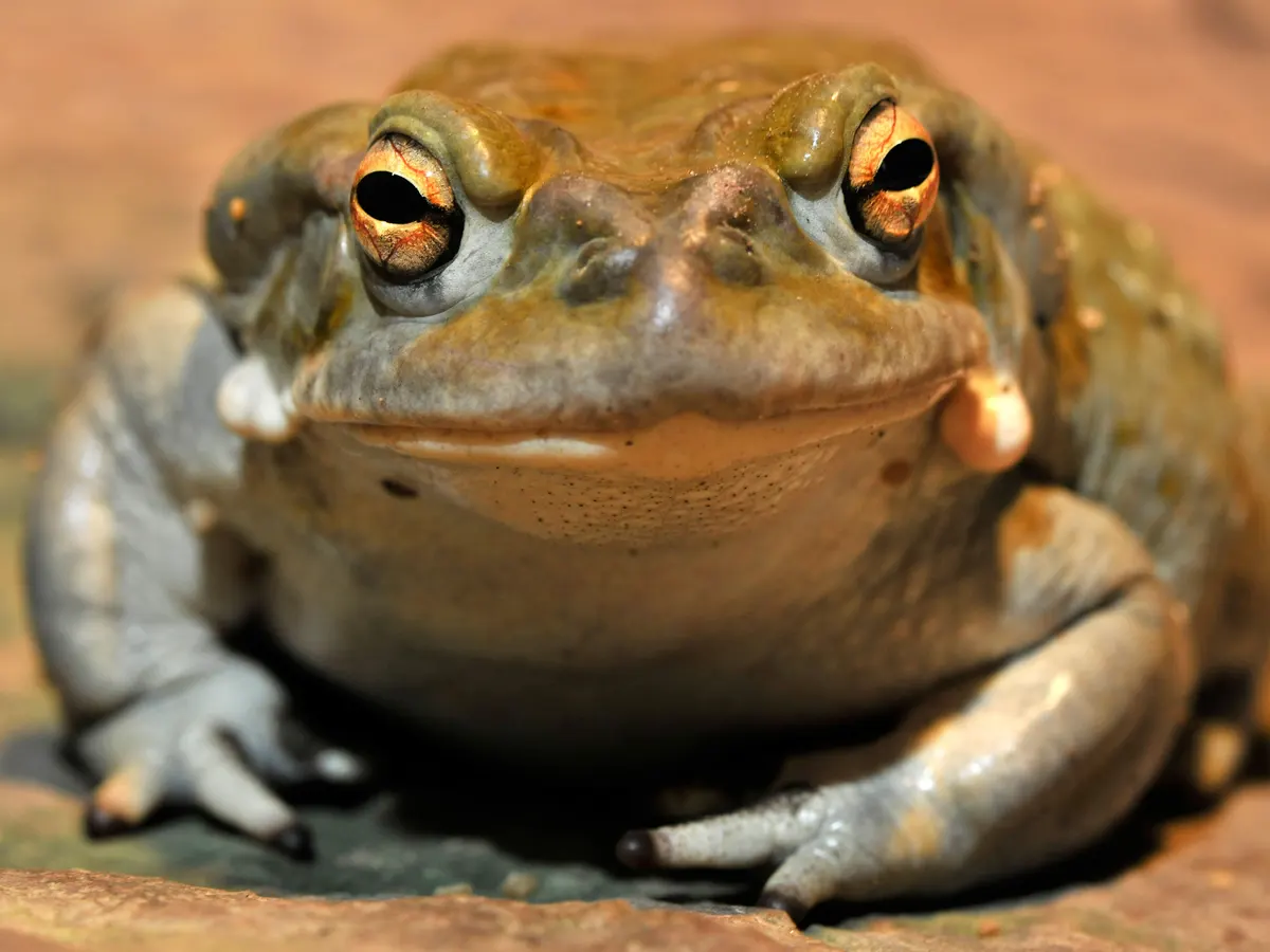 Buy Bufo Bufo Toad Venom Online
