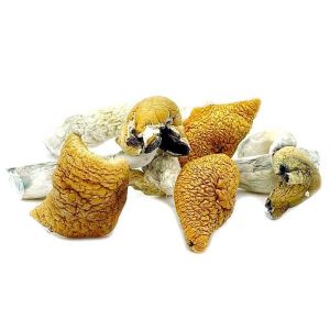 Buy Golden Teachers Mushrooms Online