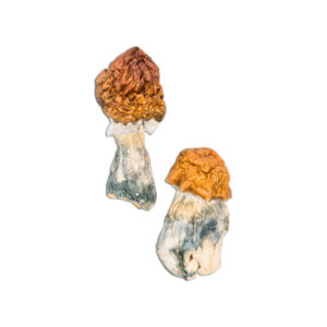 Buy Texas Yellow Cap Mushrooms