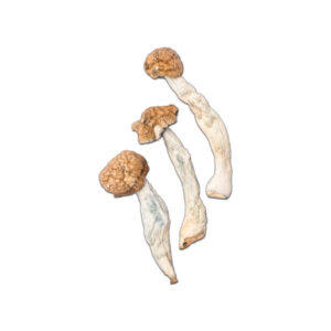 Buy Trinity Mushrooms Online