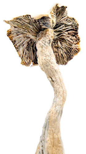 Buy Hillbilly Cubensis Magic Mushrooms Online